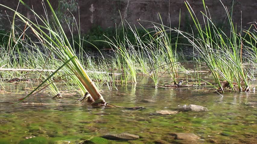 Fresh water spring stream