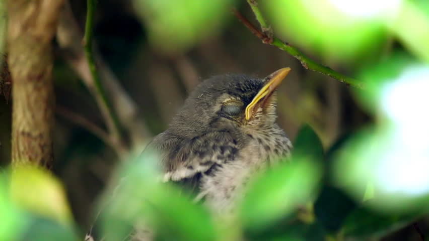 Close up of a very sleepy baby mocking bird