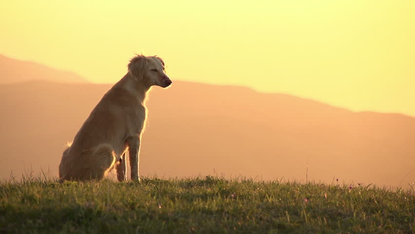 Asian Hound. Hunting dog sitting on top of a hill looking at the sunset. Slow Motion at a rate of 240 fps