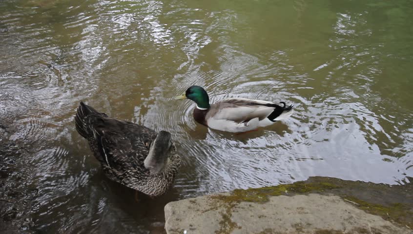 Mallard Ducks Swimming and Grooming in Water by the Banks of Willamette River in Oregon