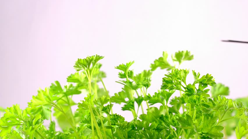 Parsley is cut