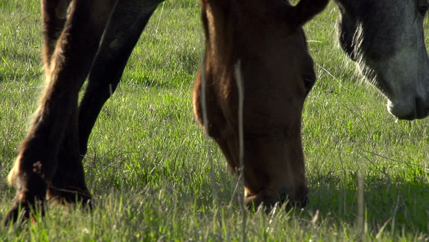 Horses Graze. Horses graze the young spring grass. Slow Motion at a rate of 240 fps