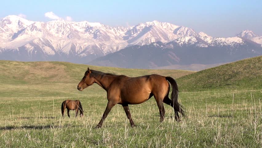 Walking Horse. The horse moves slowly against the background of the grazing herd. . Slow Motion at a rate of 240 fps