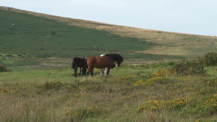 Horses running wild on the moors of Dartmoor in Devon.