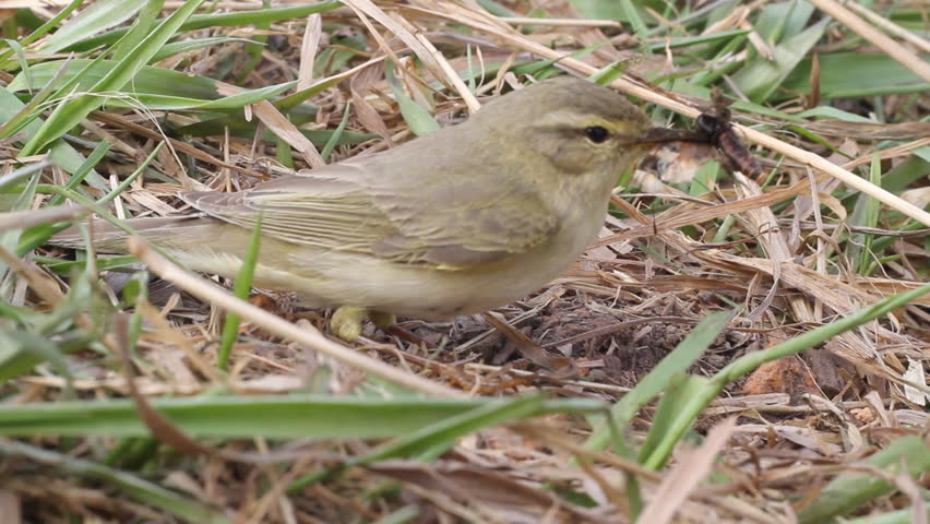 willow warbler eats the caught butterfly
