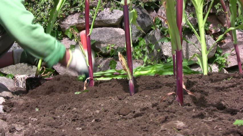 Planting corn/maize