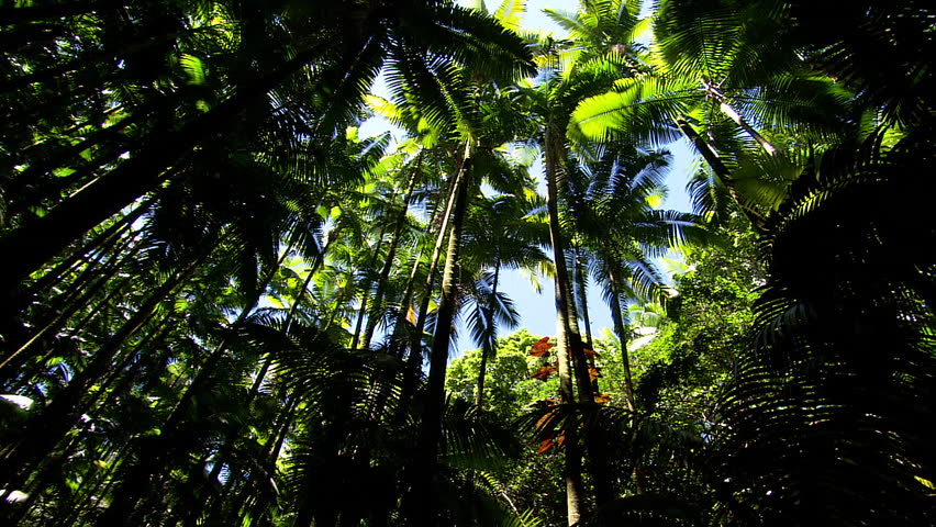 Low angle shot of treetops