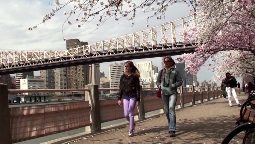 Walk along the promenade Roosevelt Island with cherry blossoms, NYC.