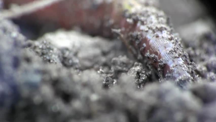 Earth worm is hiding in the ground