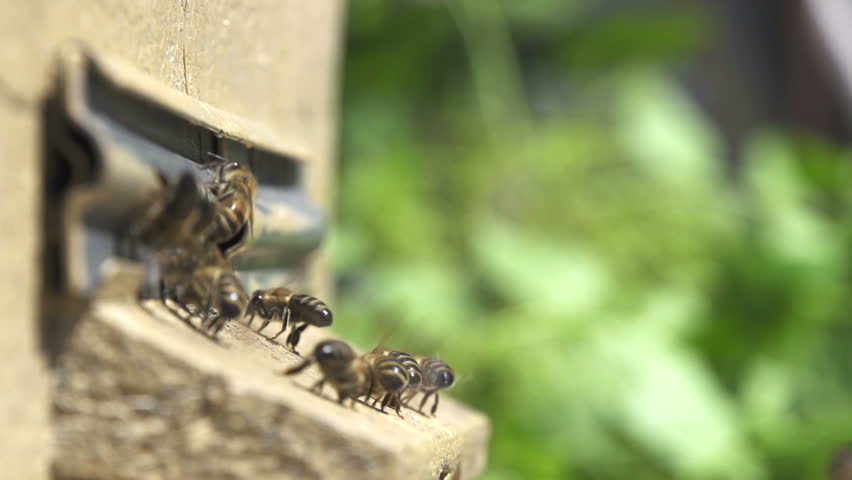 Honey bees swarming and flying around their beehive