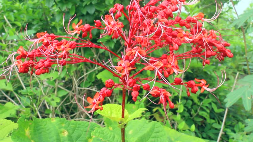 red flower blooming