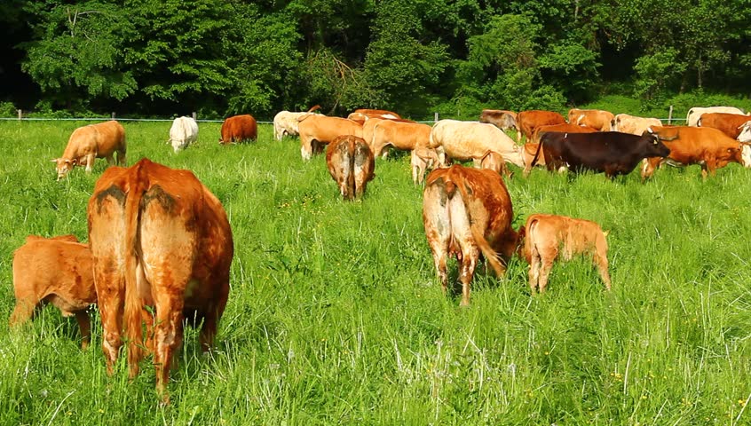 Calf and cows on the spring pasture grazing grass.