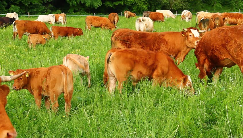 Calf and cows on the spring pasture grazing grass.
