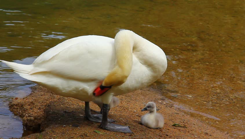 Young swan family on the coast of emerald river.