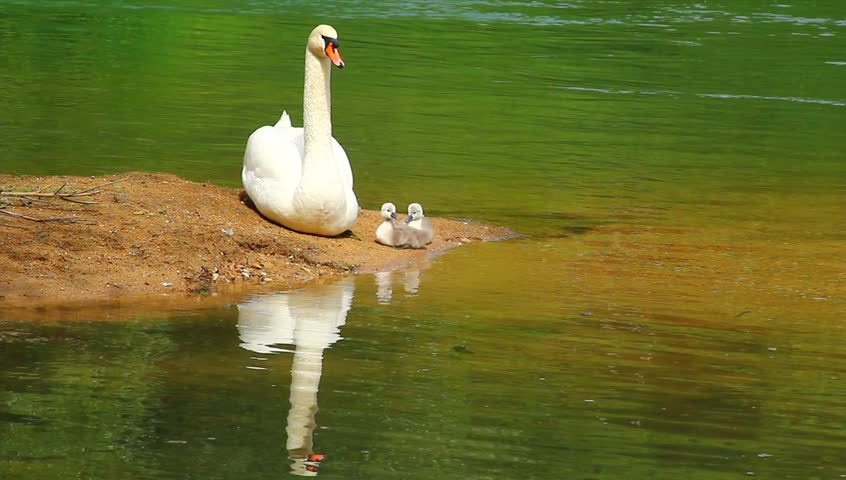 Swan family on the calm emerald river.