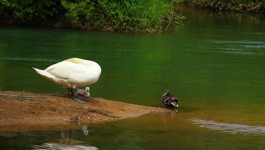 Swan family on the calm emerald river.