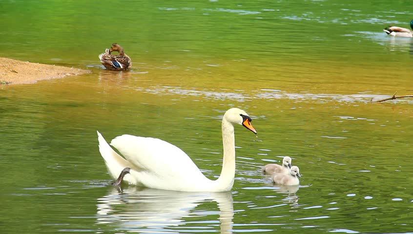 Swan family on the calm emerald river.