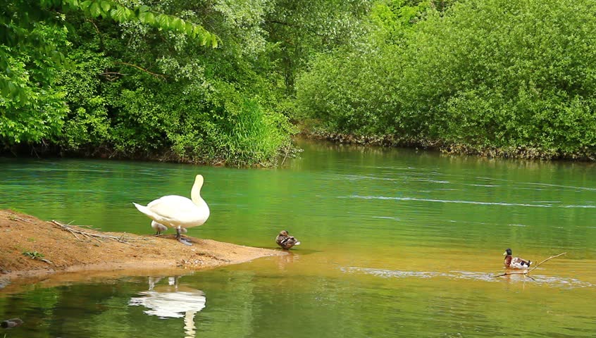 Swan family on the calm emerald river.