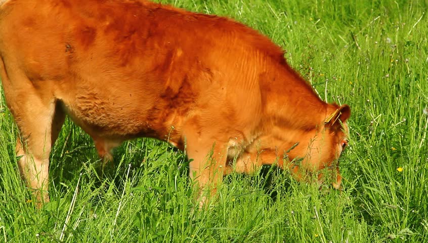 Livestock on the pasture.