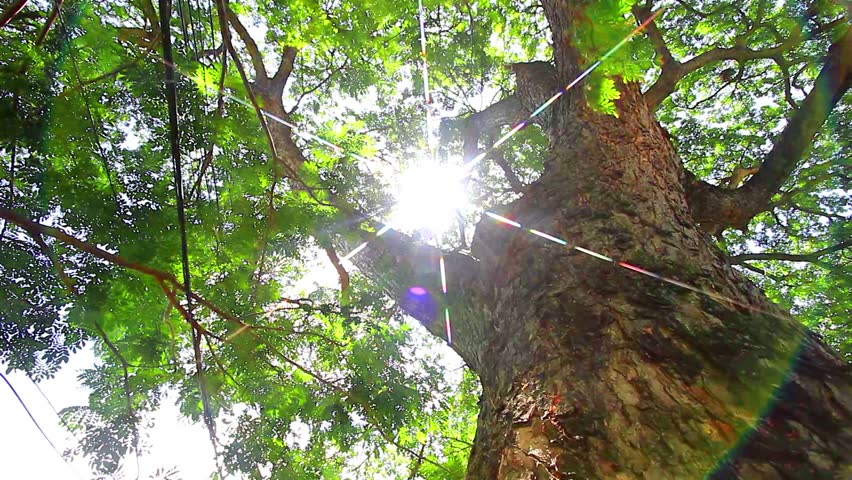 Large trees with natural sunlight and wind.
