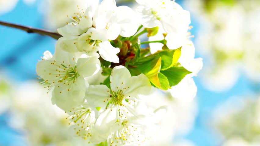 apricot flowers blooming in spring