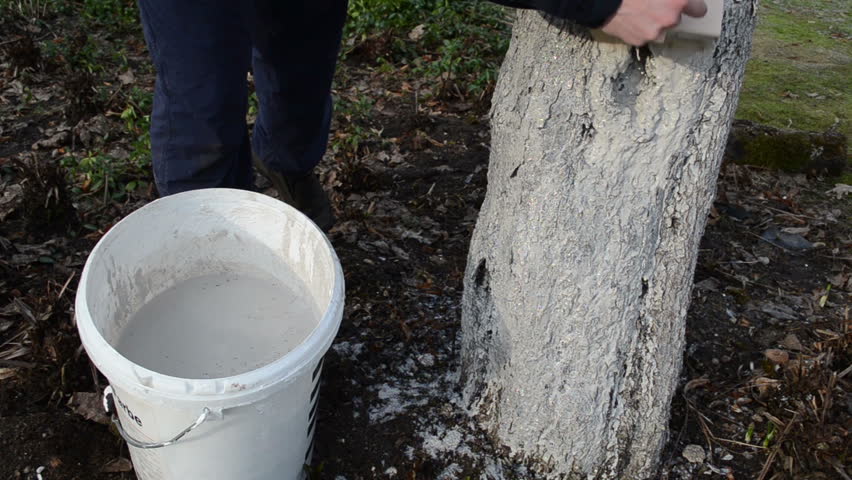 gardener whitewash apple fruit tree trunk bark in garden. protection from pest vermin. first spring works.