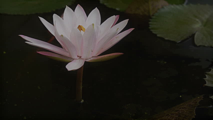 Time lapse opening of water lily flower