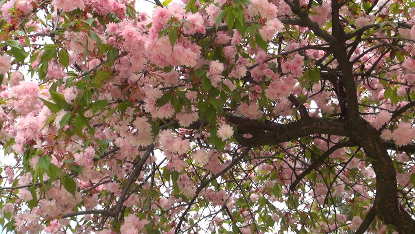 Blooming Trees Orchard, Spring Fruits Flowers, Springtime Foliage, Backgrounds