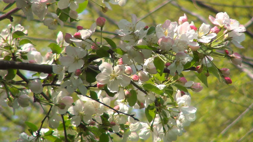 Blooming Trees Orchard, Spring Fruits Flowers, Springtime Foliage, Backgrounds