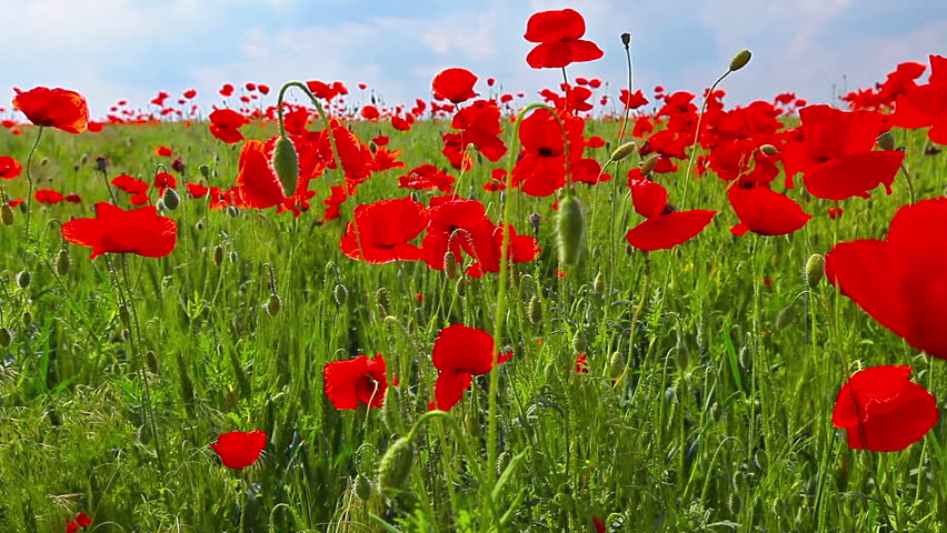 field of red poppies and cloudy sky