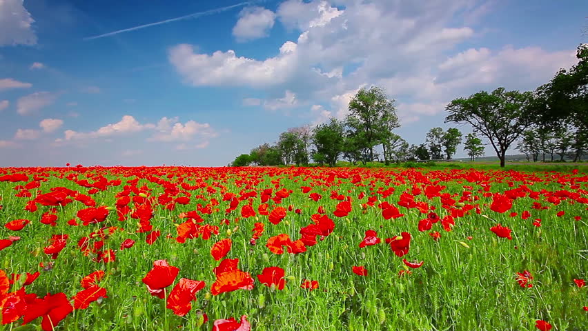 field of red poppies and cloudy sky