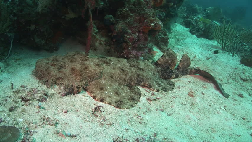 carpet shark, wobbegong on the sand