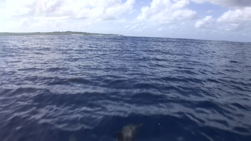 A pod of dolphins swim and play in front of a boat cruising across the ocean