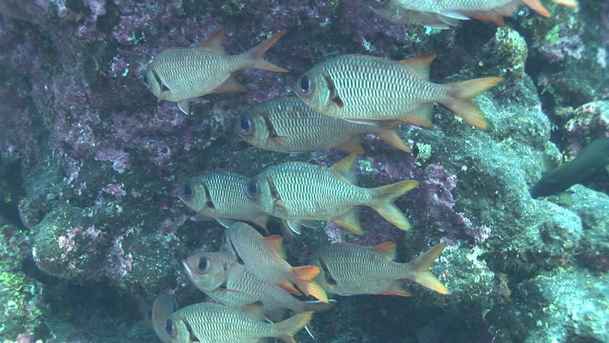 school of soldier fish