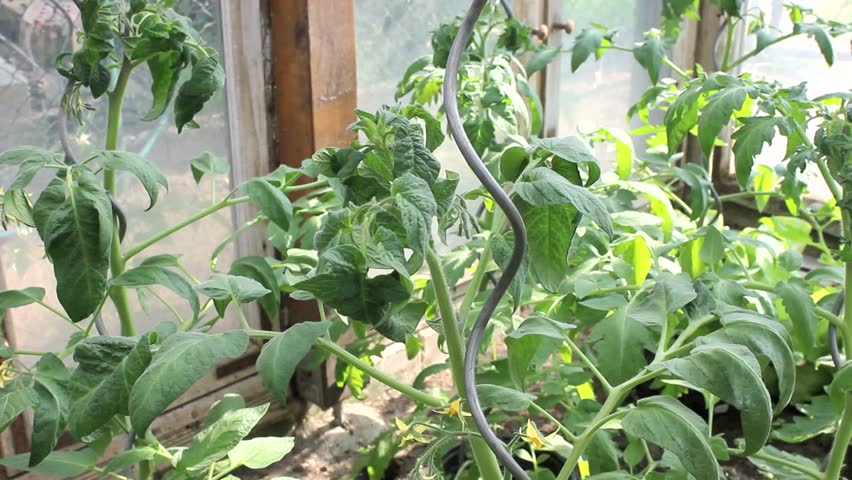 nurture young tomato plants/tomato plants/vegetable