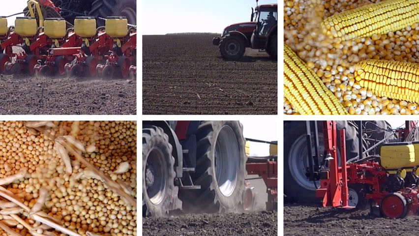 Tractor Sowing Corn, Soybean, Sunflower
