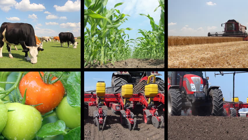 Agriculture - food production, planting corn, soybean, sunflower, harvest wheat, tractor working, tomato, farm animal, cow, pig, chicken. Split screen, several different footages in collage