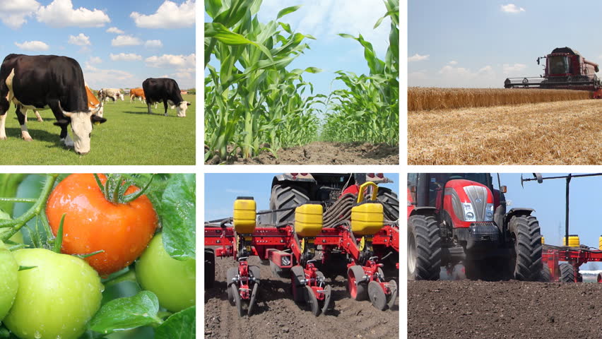 Agriculture - food production, planting corn, soybean, sunflower, harvest wheat, tractor working, tomato, farm animal, cow, pig, chicken. Split screen, several different footages in collage