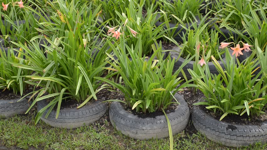 Plants Growing In Old Used Tires
