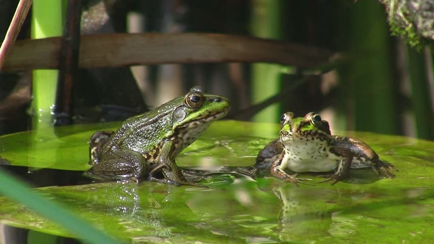 frogs in pond