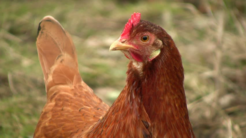 hen looking