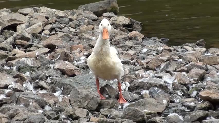 the ugly white duckling is looking for food