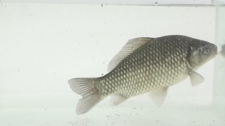 Big crucian carp swims in a glass aquarium
