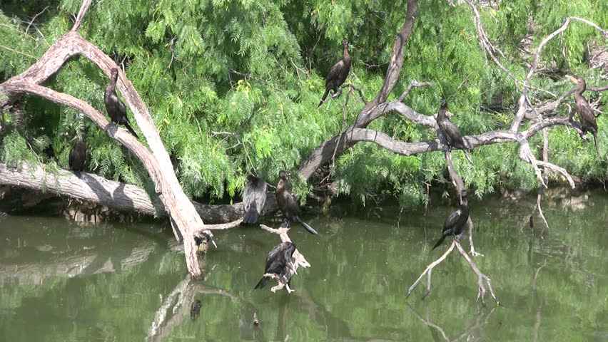 Video of black Kormorants in trees nar a small pond in south Texas. Garden, wildlife, and bird sanctuary. Protected. Tropical. Don despain of Rekindle Photo.
