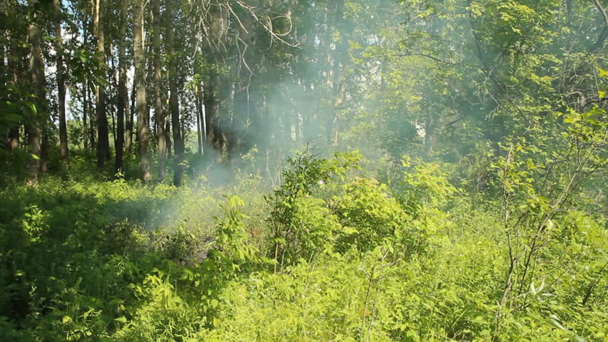 Fire in the forest  