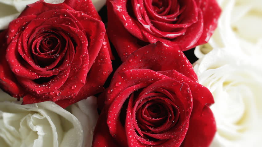 Water drop falling on rose