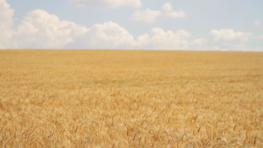 Field Ripe Wheat Wind Waves Crane Shot HD