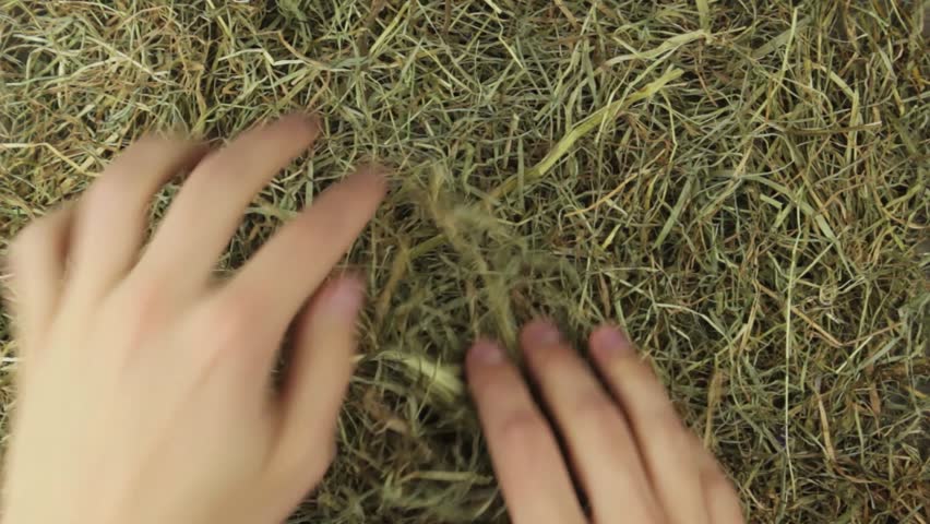 Two hands find a golden engagement ring with a big diamond in straw