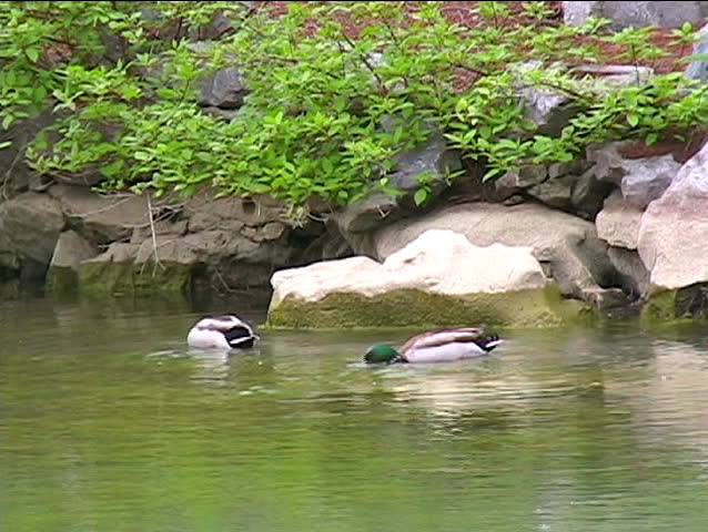 Lake. Two ducks float and extract  a forage to  nourish  itself near to coast.