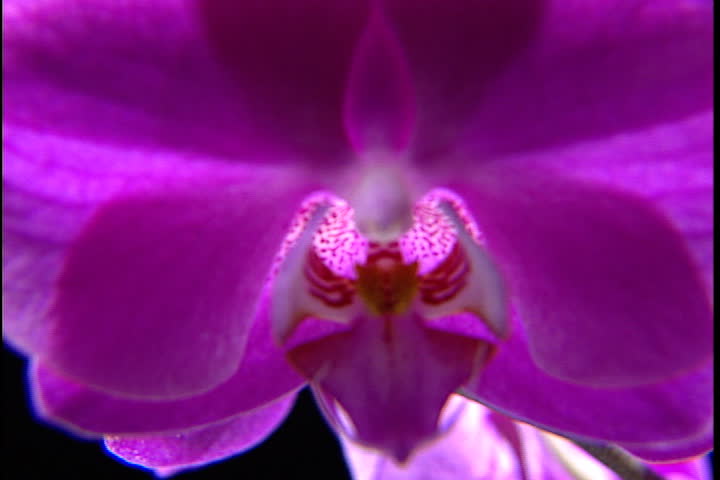 Camera pulls back from out of focus field of magenta, to a close up of the column of the flower.
